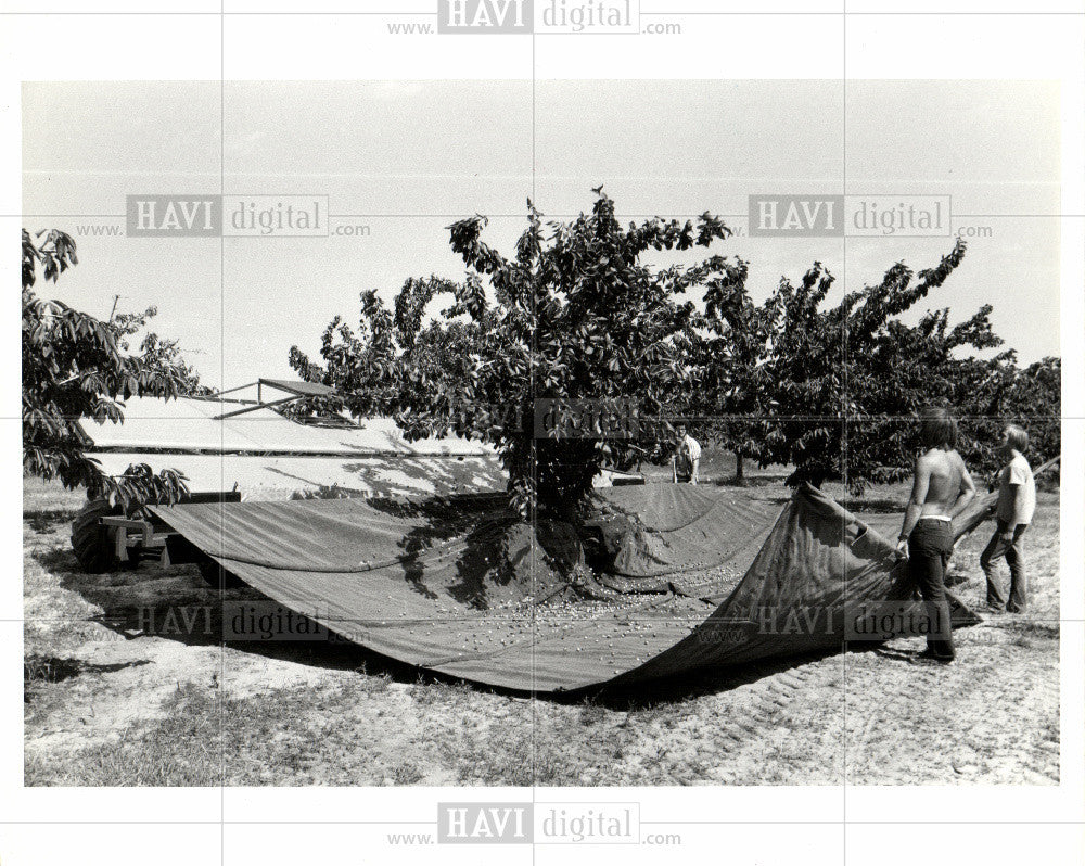 1979 Press Photo Cherries, harvest, - Historic Images