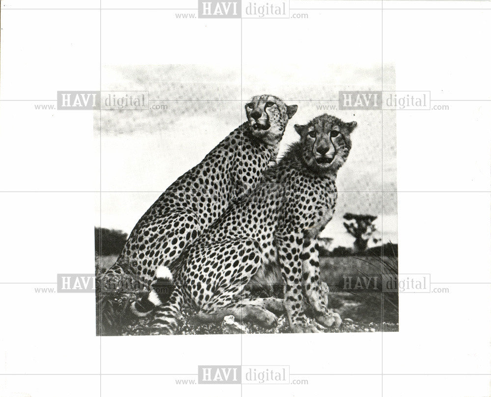 1973 Press Photo CHEETAH Meru National Park - Historic Images