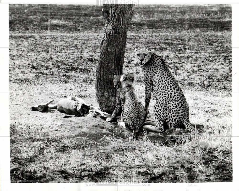 1972 Press Photo Cheetah - Historic Images