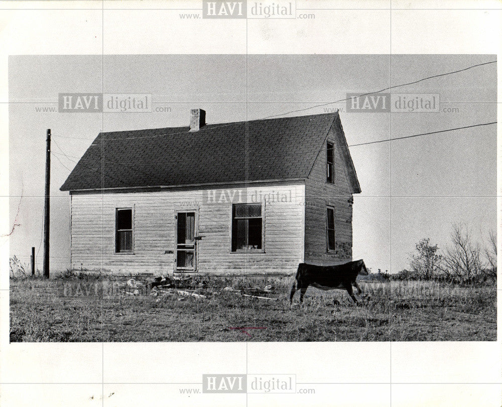 1971 Press Photo abandoned farm cow South Dakota ranch - Historic Images