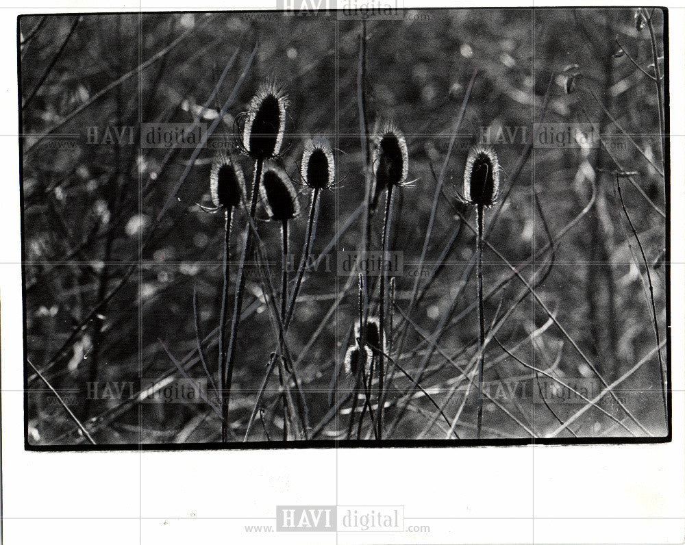 1976 Press Photo The Celeron Island - Historic Images