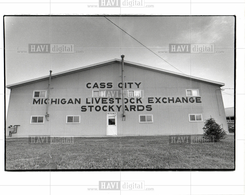 1979 Press Photo Cattle-Auction - Historic Images