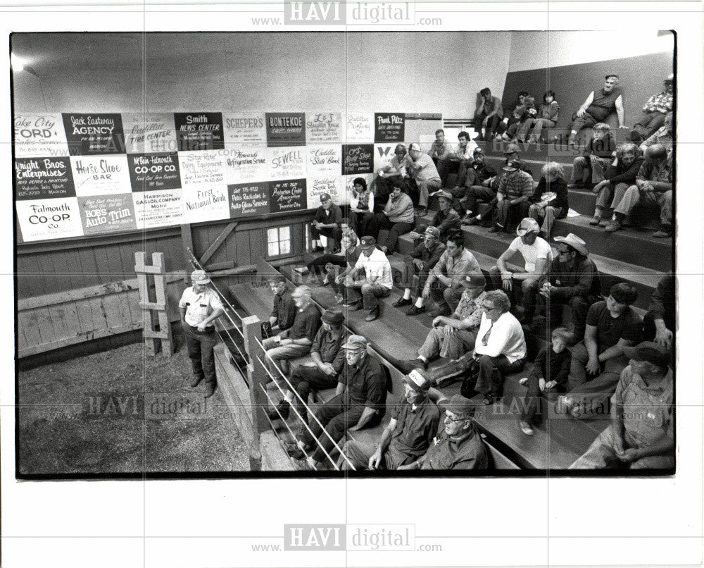 Press Photo CATTLE AUCTION - Historic Images