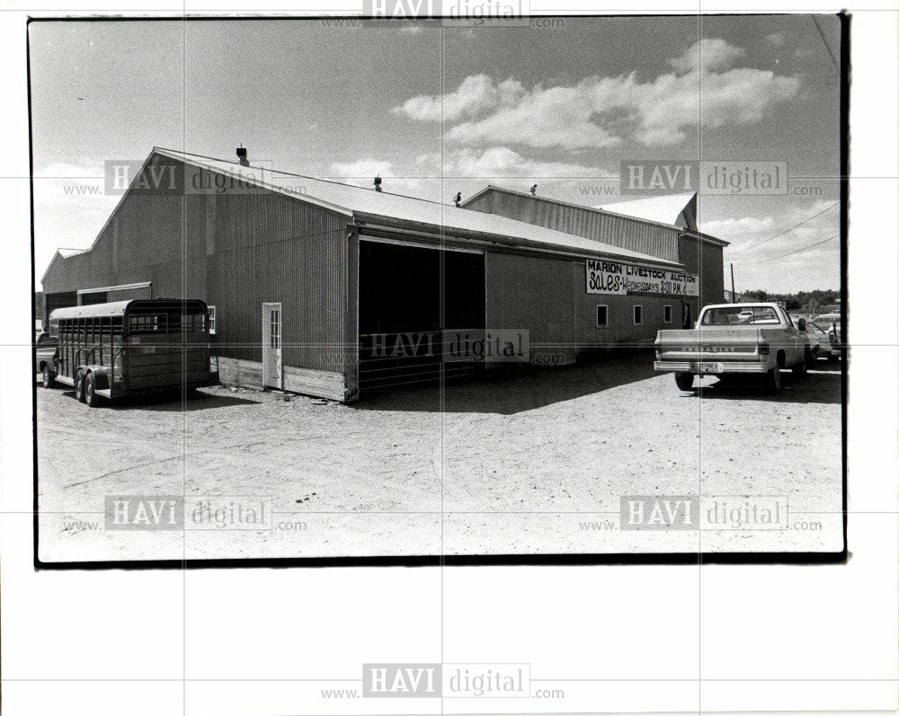 1979 Press Photo Cattle auction - Historic Images