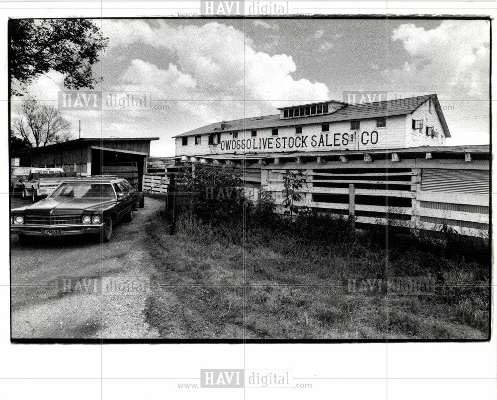 1979 Press Photo Cattle Auction - Historic Images