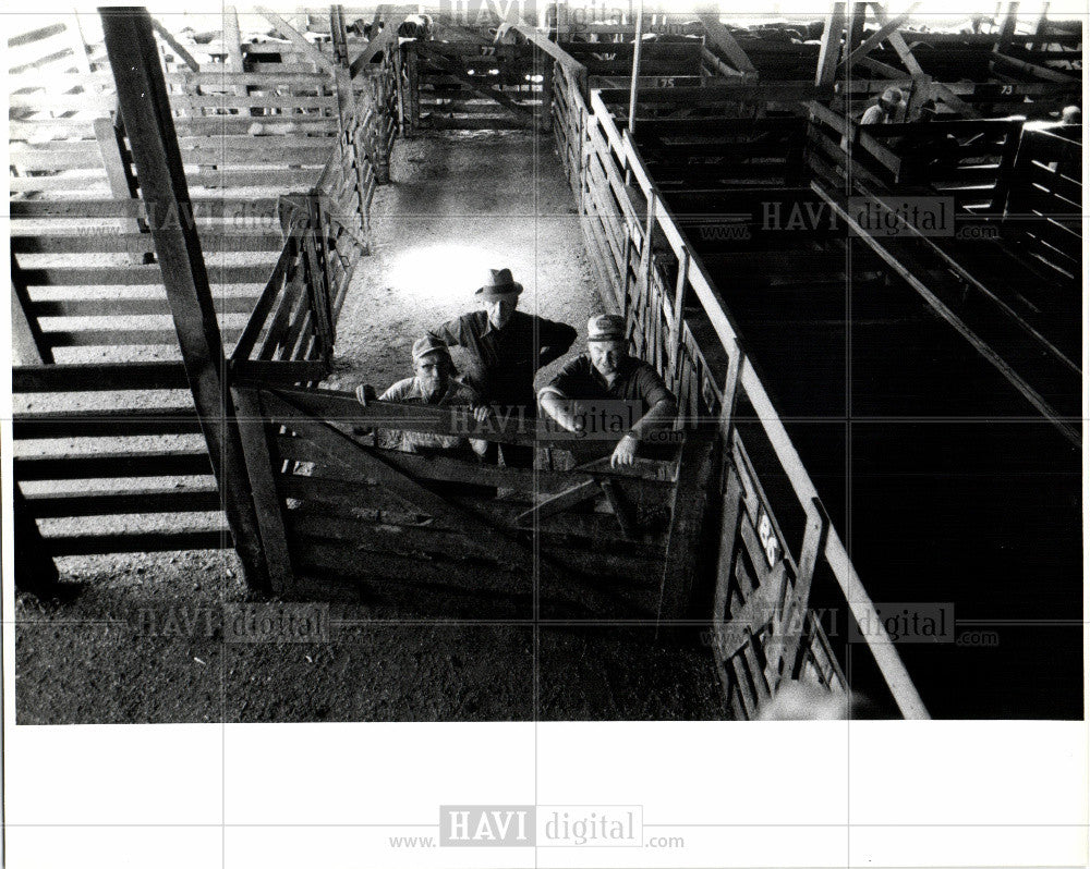 1979 Press Photo cattle auction - Historic Images