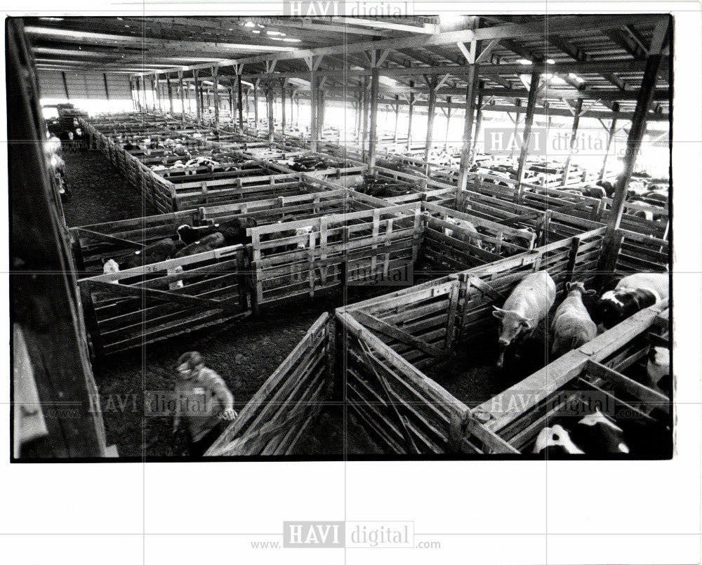 1979 Press Photo Cattle Auction - Historic Images