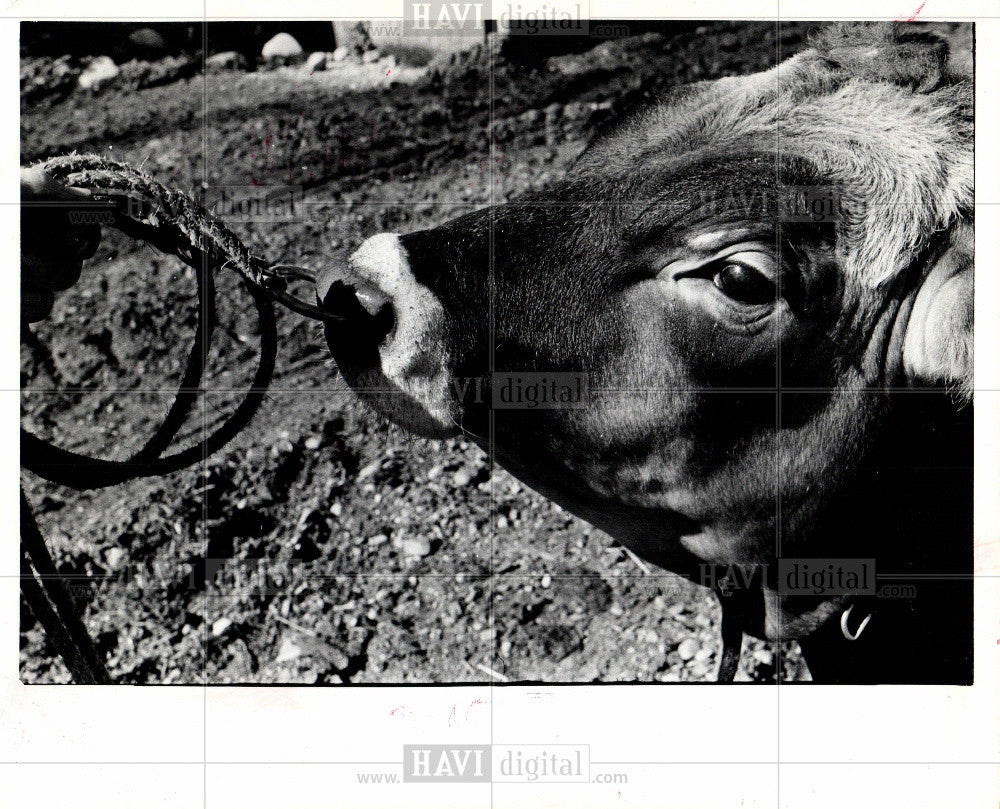 1973 Press Photo CATTLE Leading a Jersey Bull - Historic Images