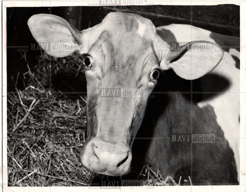 1979 Press Photo Cow food protection milk disease - Historic Images