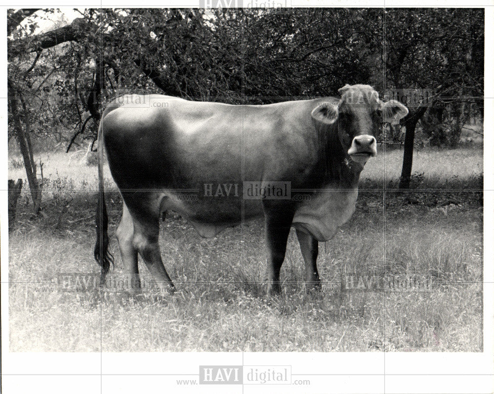 1983 Press Photo cow - Historic Images