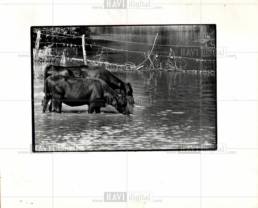 1974 Press Photo cows, river, farm life, animals - Historic Images