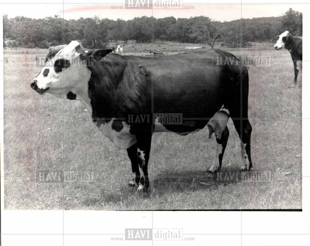 1986 Press Photo cattle beef industry advertising - Historic Images