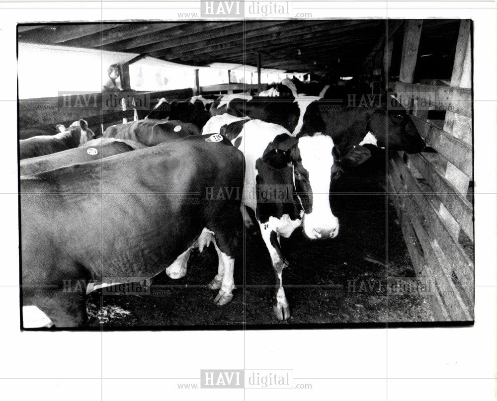 1979 Press Photo Cattle Auction, Cattles, 1979 - Historic Images