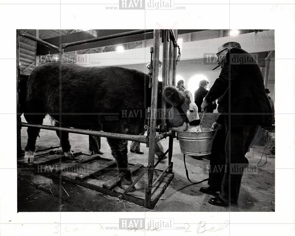 Press Photo Detroit livestock auction Fairgrounds - Historic Images