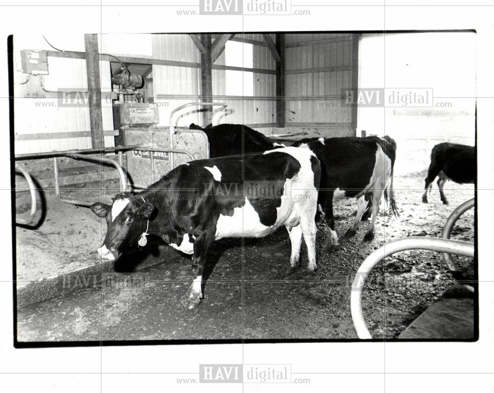 1985 Press Photo cow cattle meat livestock - Historic Images