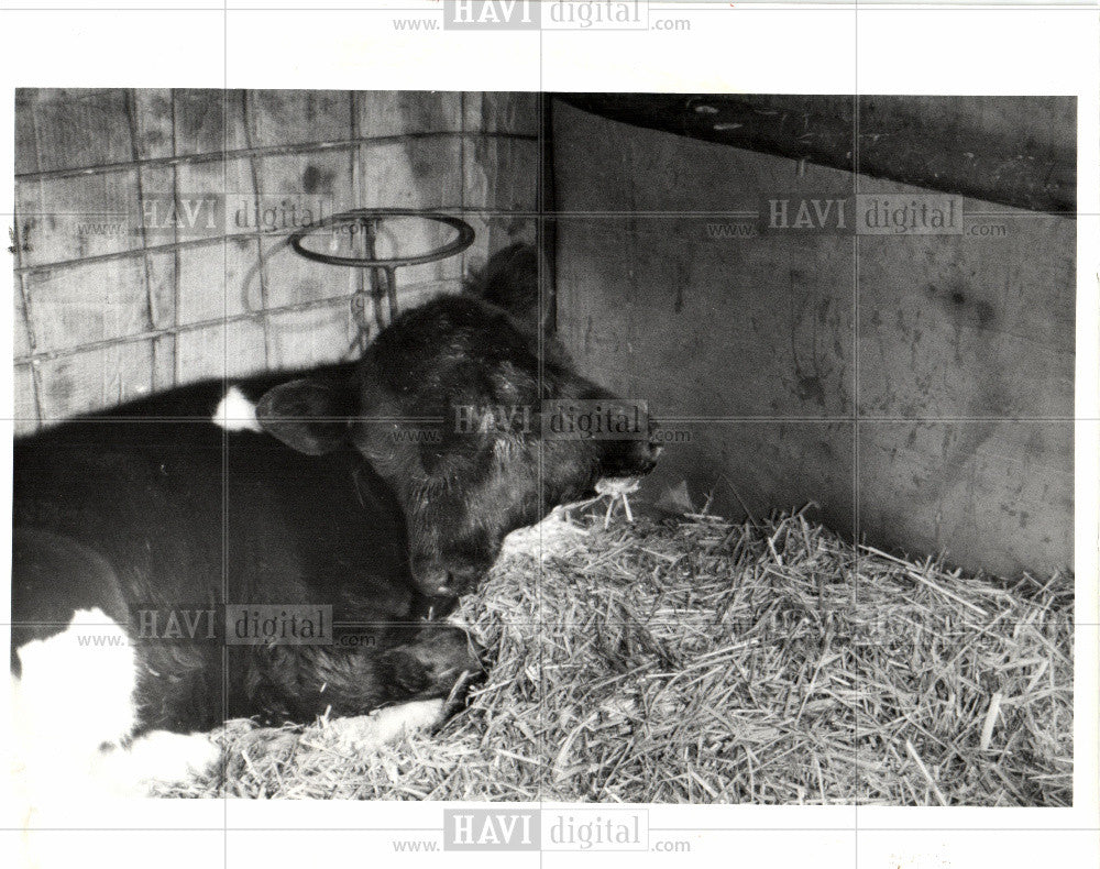 1991 Press Photo Calf Birth Defect Woodland Township - Historic Images