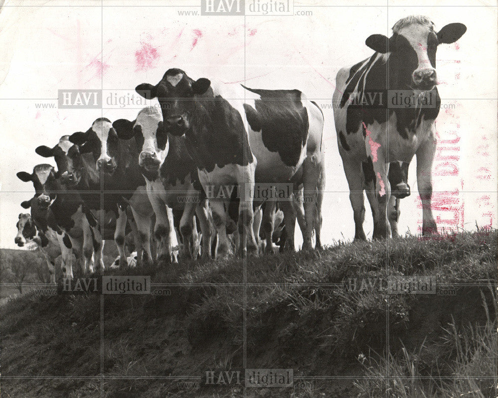 1982 Press Photo Cattle Domesticated Bovinae Cow - Historic Images