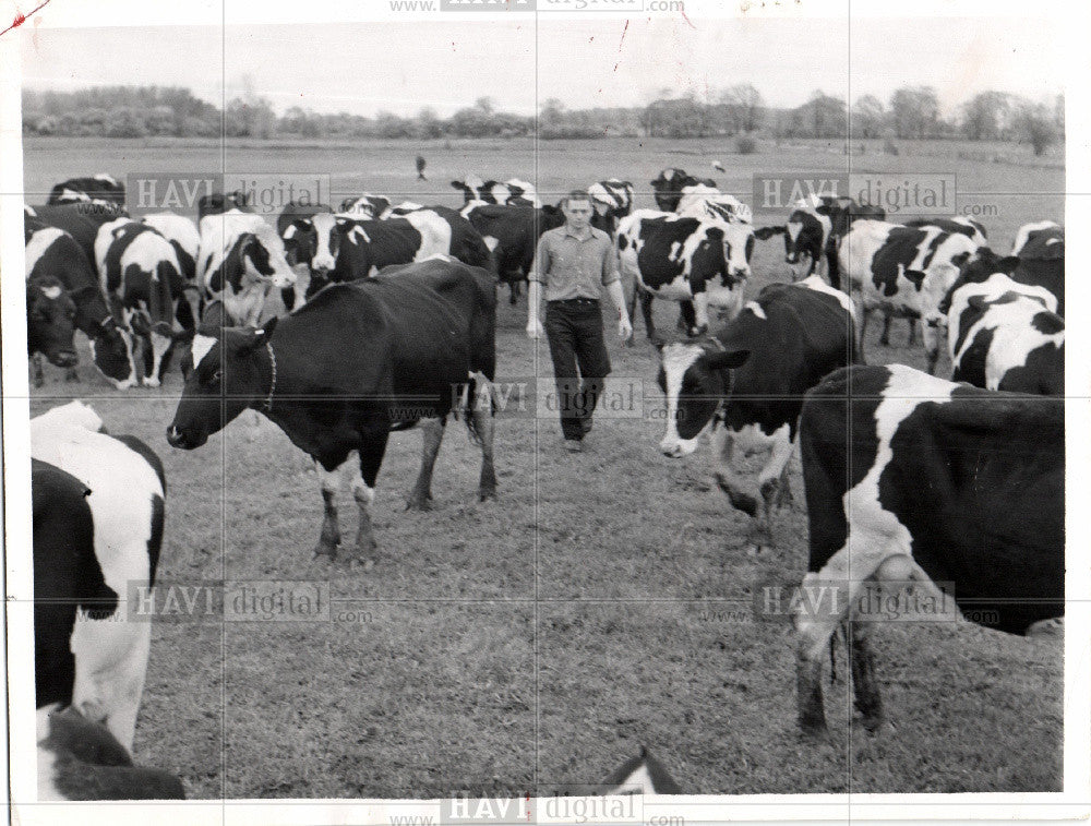 1959 Press Photo cattle cows livestock milk beef cheese - Historic Images