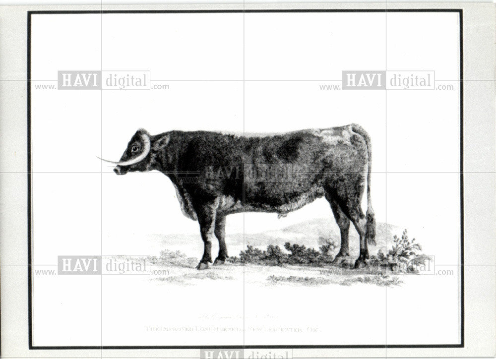 Press Photo Cattle Bovine Cow Bull Long Horn - Historic Images