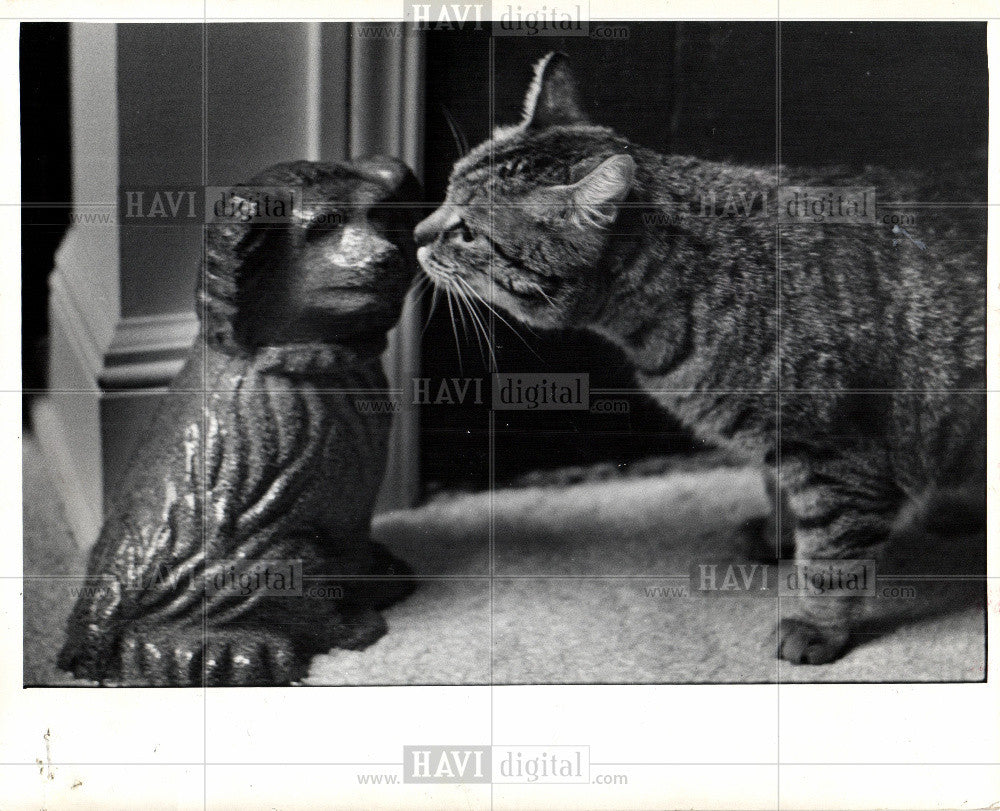 Press Photo cat pet animals home domestic - Historic Images