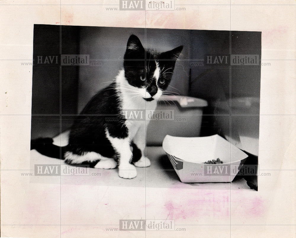 1973 Press Photo kitten animal shelter - Historic Images