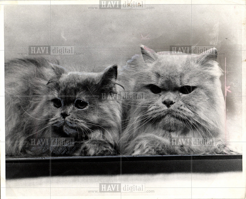1974 Press Photo Cats pets animals - Historic Images