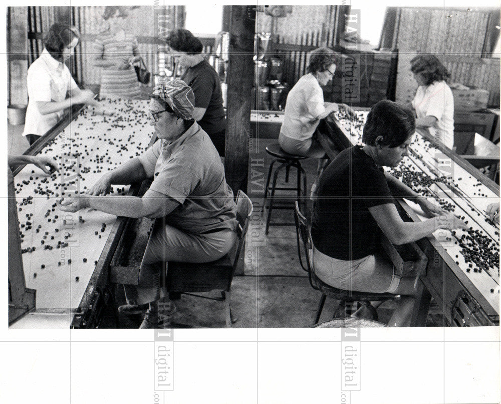 1970 Press Photo Blueberry Festival - Historic Images