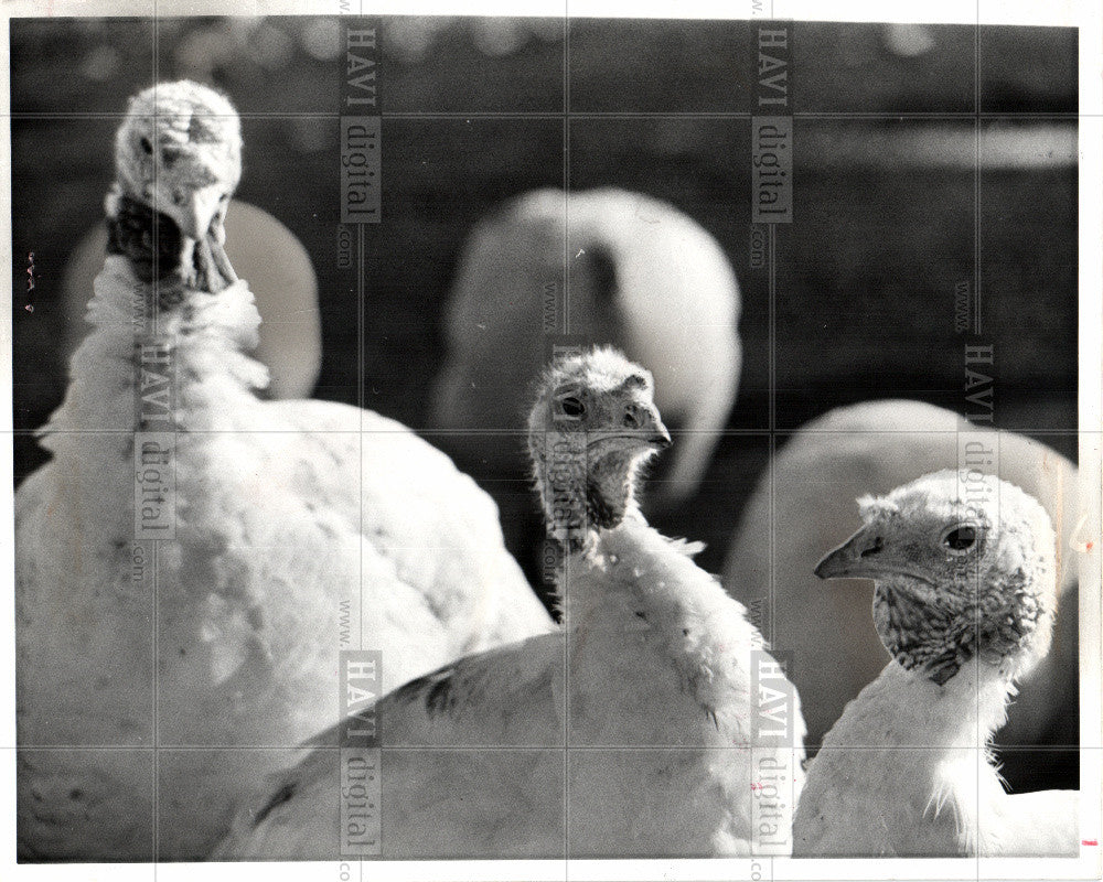 1991 Press Photo Turkeys - Historic Images