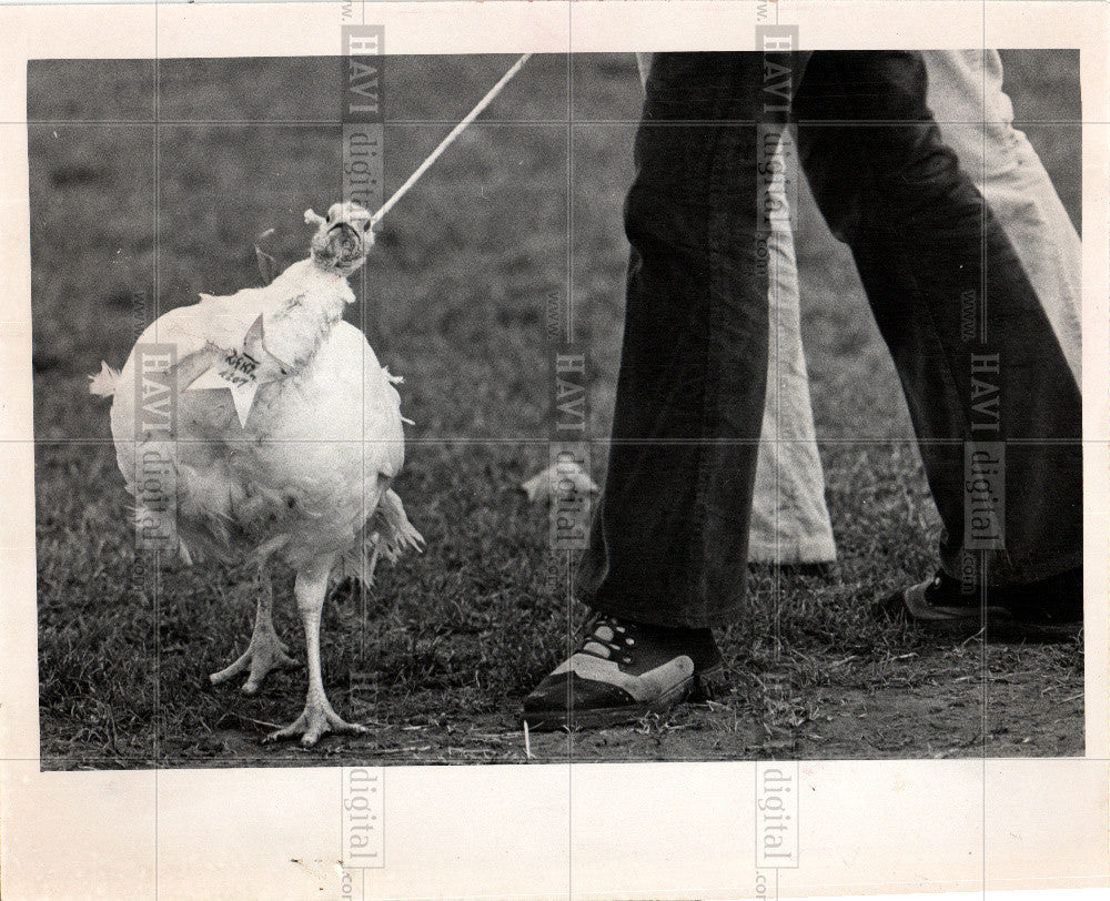 1972 Press Photo Domesticated turkey poultry farming - Historic Images