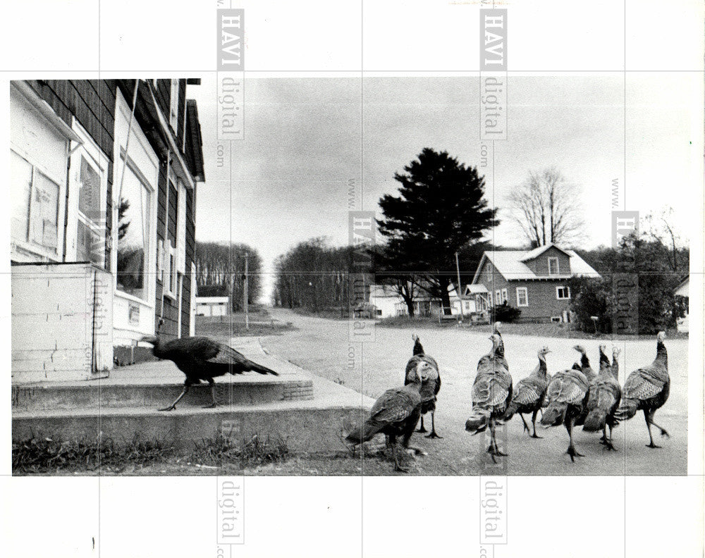 1985 Press Photo Bird Turkey - Historic Images