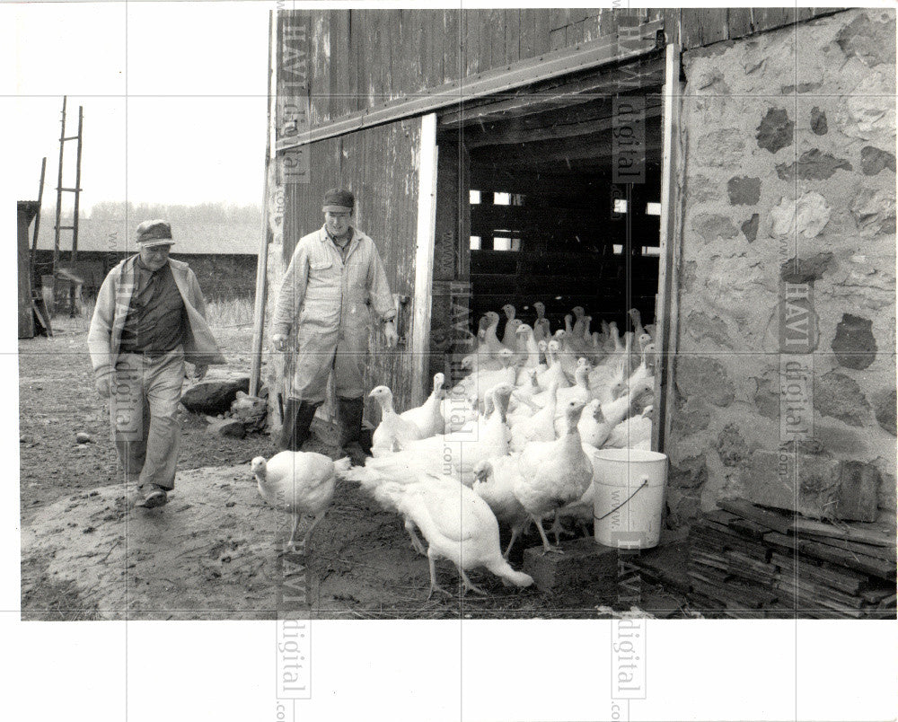 1981 Press Photo Leo Kreiner, Dave Kreiner, turkeys - Historic Images