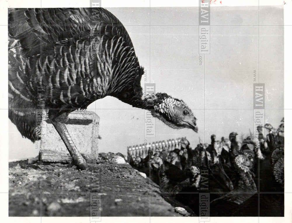 1957 Press Photo Bird-Turkey - Historic Images