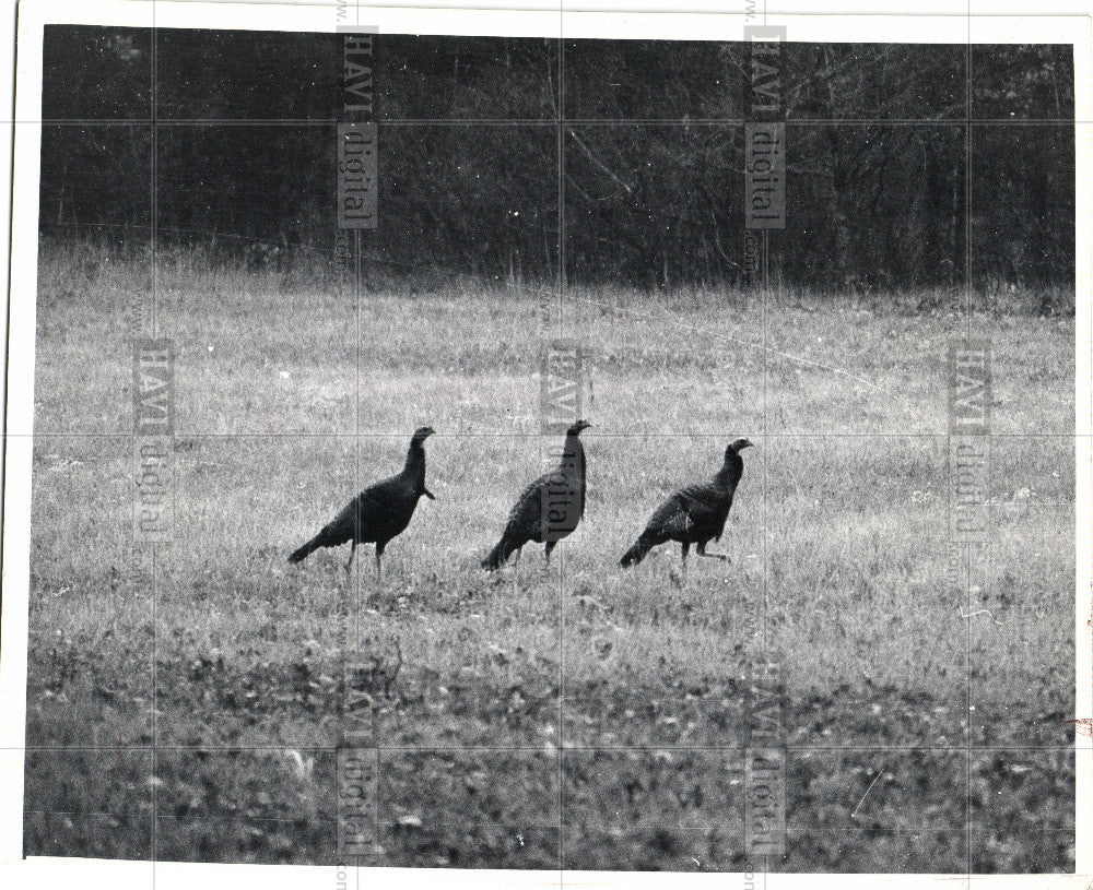 1980 Press Photo BIRD TURKEY - Historic Images
