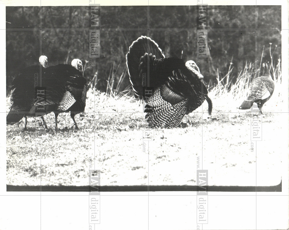 1990 Press Photo turkey bird gobble toms locate keeping - Historic Images