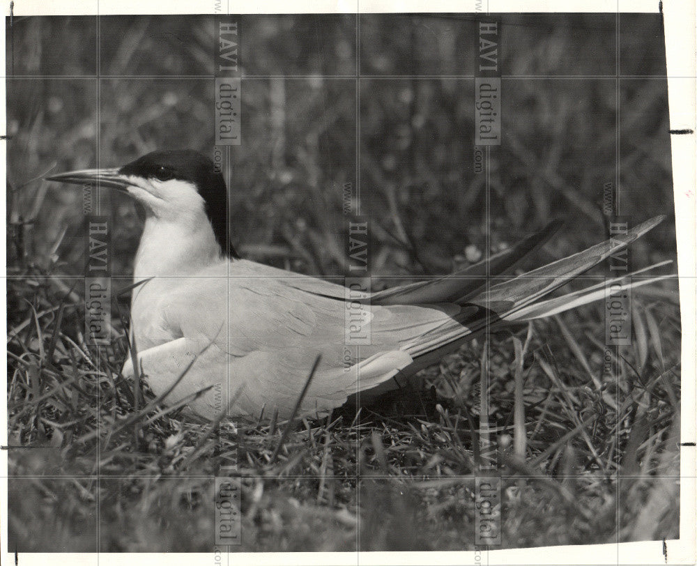 1957 Press Photo Common Tern close-up grass lawn - Historic Images