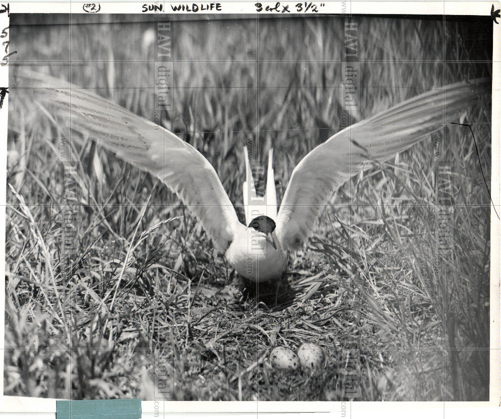 1953 Press Photo Bird Fern - Historic Images