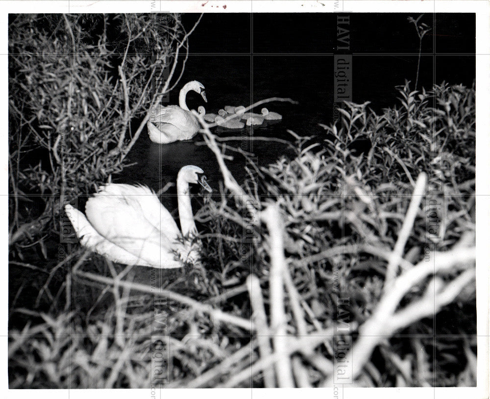 1965 Press Photo Swans bird eygnets hatchlings water - Historic Images