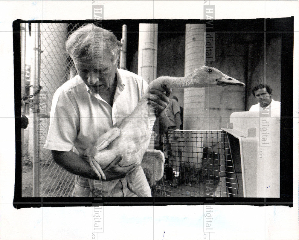 1989 Press Photo Johnson Kellogg Bird Sanctuary Cygnet - Historic Images