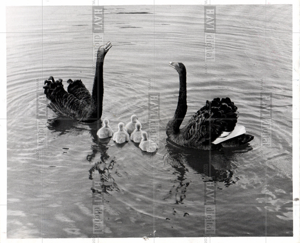 1959 Press Photo swan - Historic Images