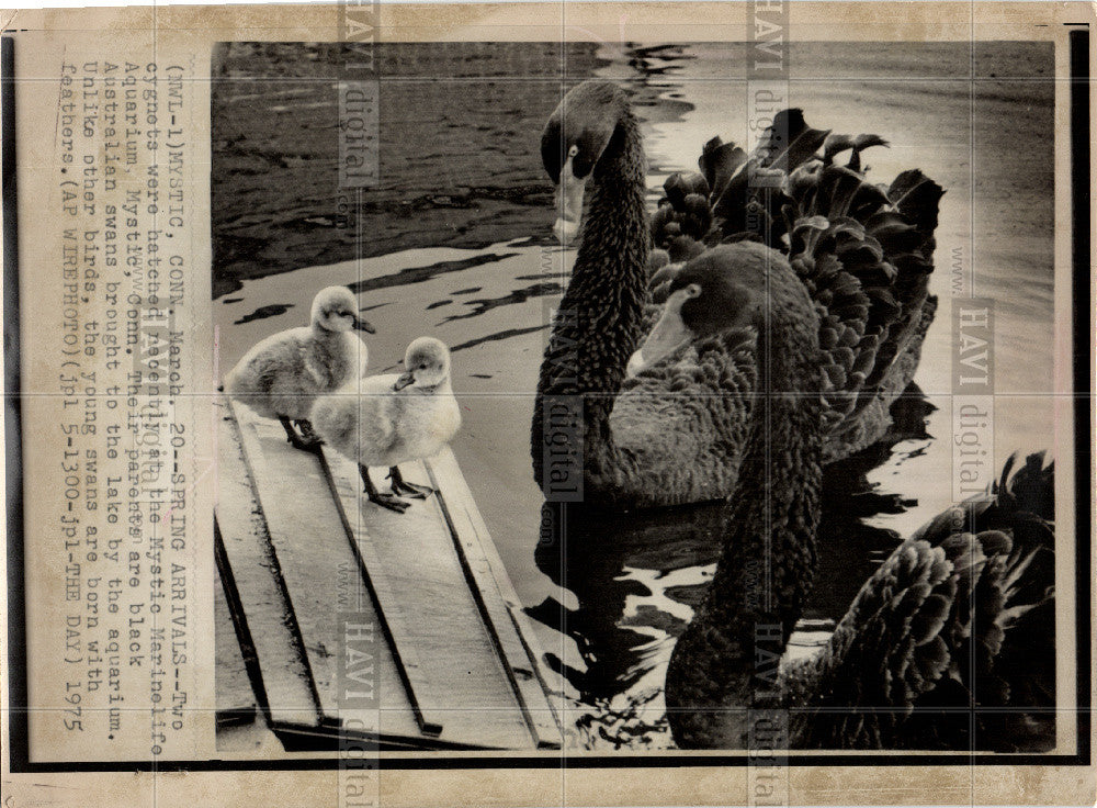 1975 Press Photo Black Australian swans, cygnets, - Historic Images