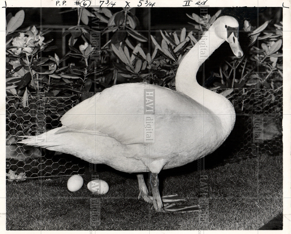 1954 Press Photo Hey swan zoo exhibit Flower Show eggs - Historic Images