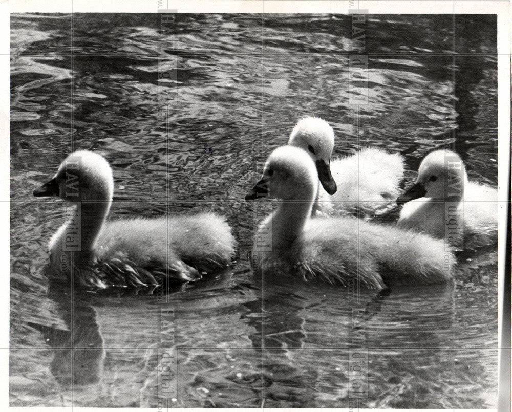 1953 Press Photo Swan Birds Baby Swan - Historic Images