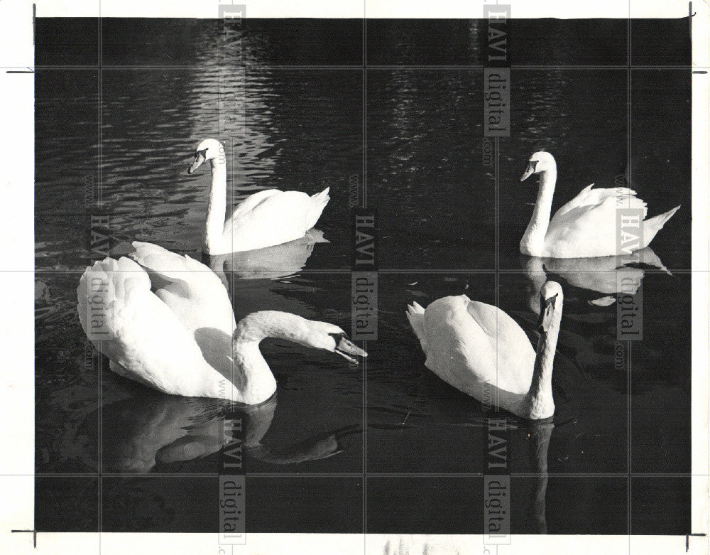 1958 Press Photo swans - Historic Images