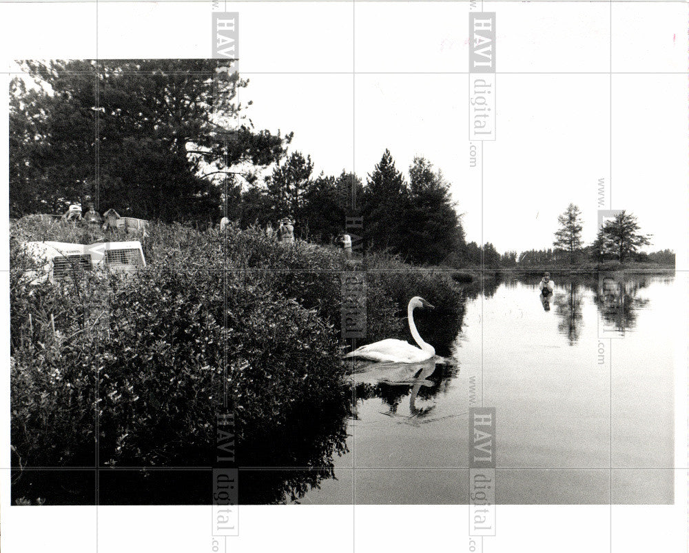 1991 Press Photo Trumpeter Swan largest waterfowl bird - Historic Images