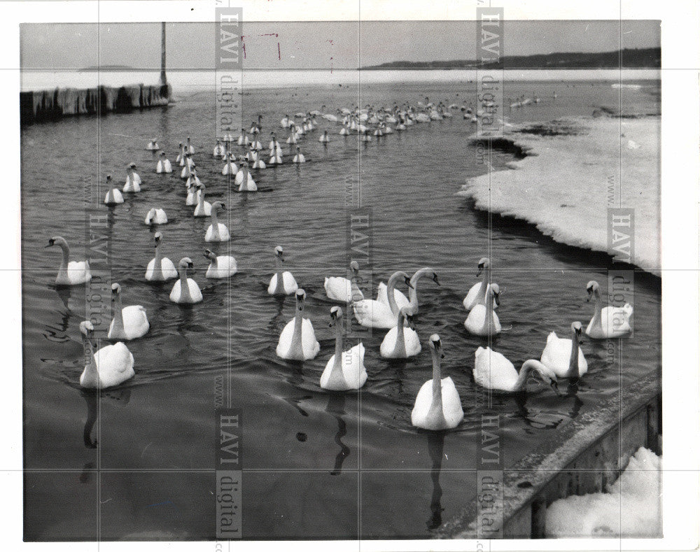 1967 Press Photo Swans Traverse City Dock Bay Michigan - Historic Images