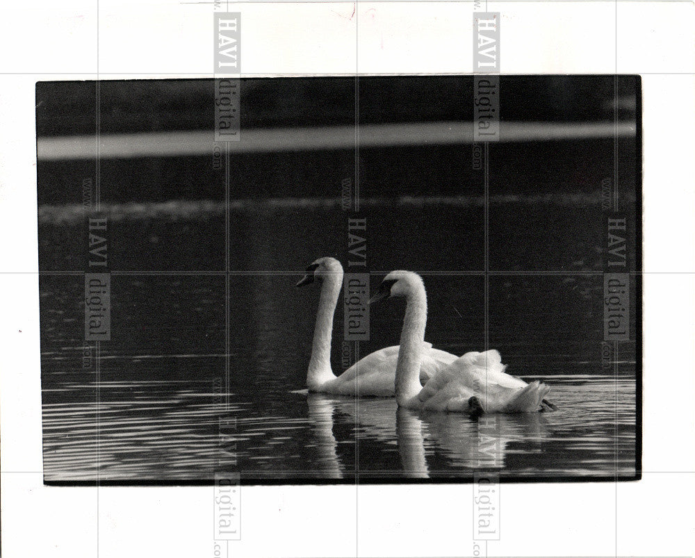 1988 Press Photo swan,Quarton,lake,Birmingham,USA,great - Historic Images