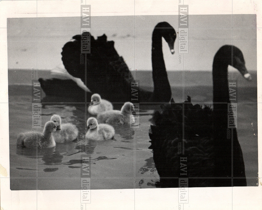 1972 Press Photo Detroit Zoo black swans birds animals - Historic Images