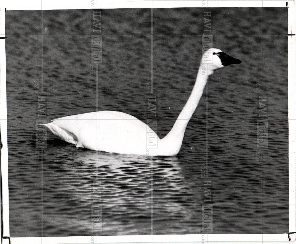 1952 Press Photo birds swans migrate Chesapeake Bay - Historic Images