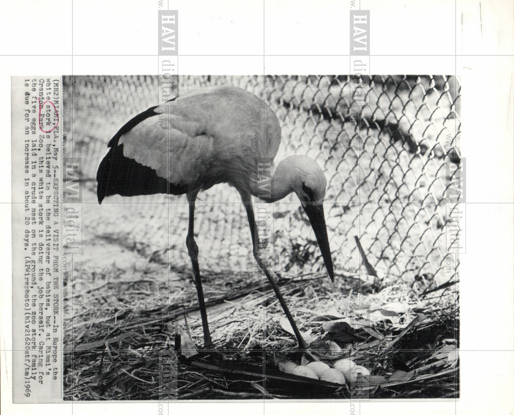 1969 Press Photo white stork Crandon Park Zoo - Historic Images