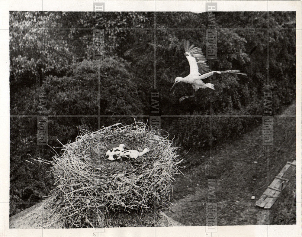 1935 Press Photo Copenhagen Denmark bird nest - Historic Images